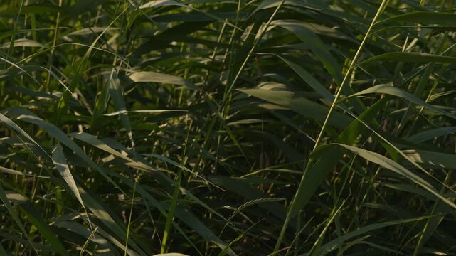 4K 4K Green Tall Grass Swaying Gentle Breeze Sunlight Dappled Light Field Meadow Nature Background Broll Loopable