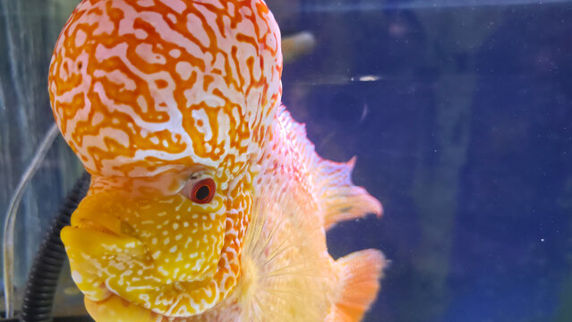 Close-up portrait of a Golden Base flowerhorn fish with vivid golden coloration, detailed scales and a prominent nuchal hump, exotic ornamental cichlid swimming in an aquarium.