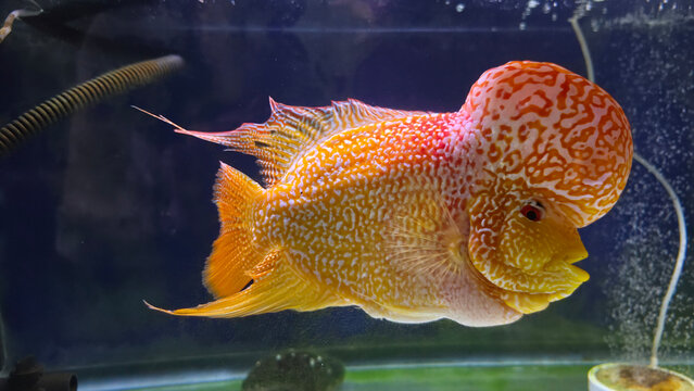 Detailed close-up of a Golden Base flowerhorn cichlid, also known as Luohan fish, displaying vibrant yellow-orange colors, pearled scales and a prominent forehead hump in an aquarium.