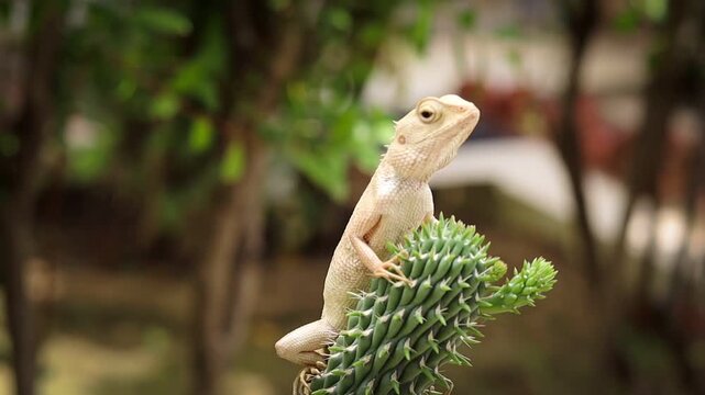 Close-up shot of an Oriental garden lizard clinging to a spiky green plant stem in a sunny outdoor garden, looking around its natural habitat.
