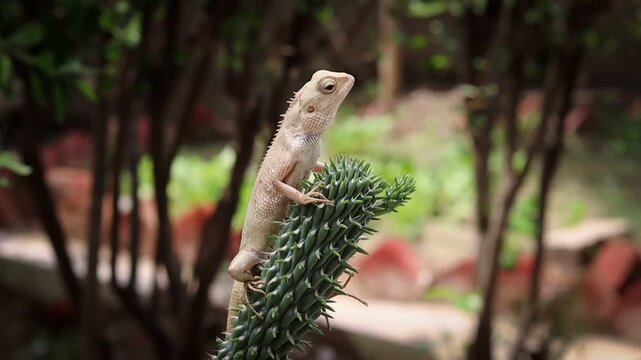 Close-up shot of an Oriental garden lizard clinging to a spiky green plant stem in a sunny outdoor garden, looking around its natural habitat.
