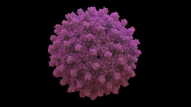 3D structure of cryo-EM human hepatitis B virus HBV capsid, 240-mer T=4 icosahedral shell, seamless rotate animation of pathogenic hepadnavirus primarily for chronic hepatitis B and liver cancer