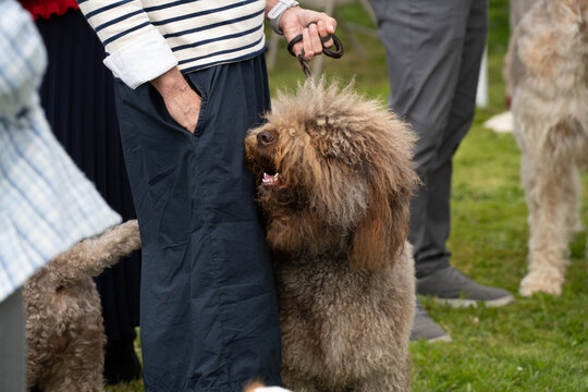 A Barbet dog with its owner.