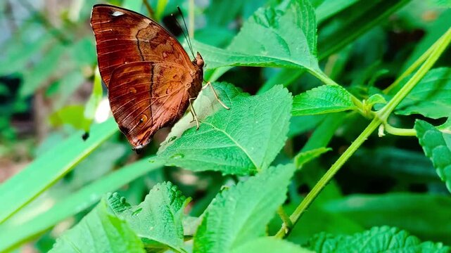 Close-up footage shows a female Autumn Leaf (Doleschallia bisaltide) butterfly perched and flapping wings, on green Lantana camara (Verbenaceae) leaves in a backyard garden.
