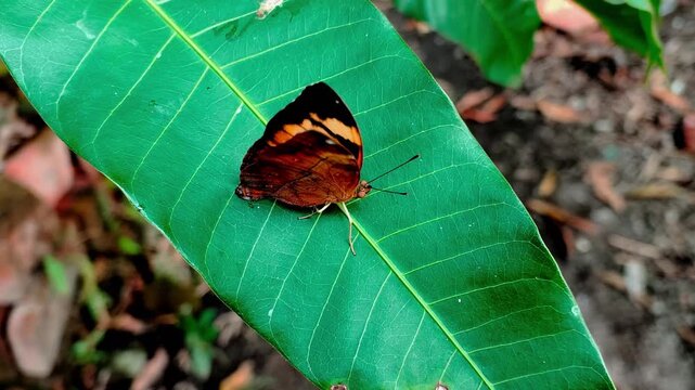 Close-up footage shows a female Autumn Leaf (Doleschallia bisaltide) butterfly perched, flapping wings, on green Mangifera indica (Anacardiaceae) leaves in a backyard garden.