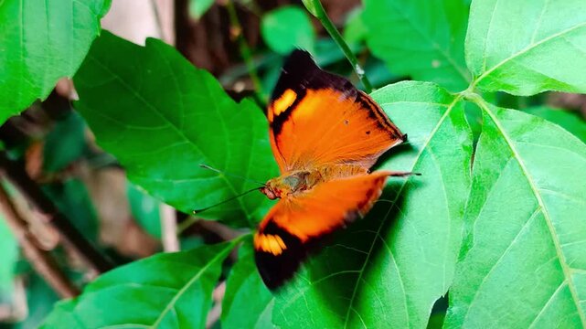 Close-up footage shows a male Autumn Leaf (Doleschallia bisaltide) butterfly perched and flapping wings, on green Allophylus cobbe (Sapindaceae) leaves in a backyard garden.