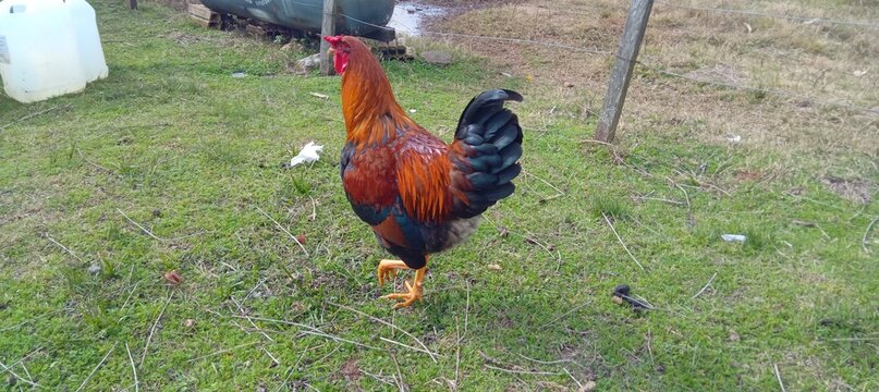 rooster in the grass