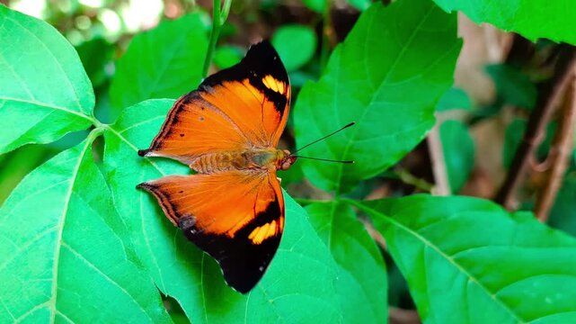 Close-up footage shows a male Autumn Leaf (Doleschallia bisaltide) butterfly perched, flapping wings, on green Allophylus cobbe (Sapindaceae) leaves in a backyard garden.