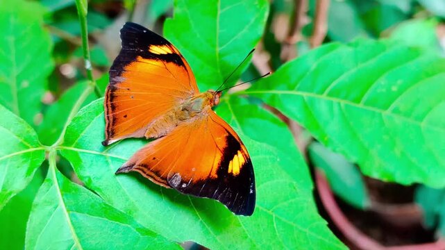 Close-up footage shows a male Autumn Leaf (Doleschallia bisaltide) butterfly basking on a green Allophylus cobbe (Sapindaceae) leaf in a backyard garden.