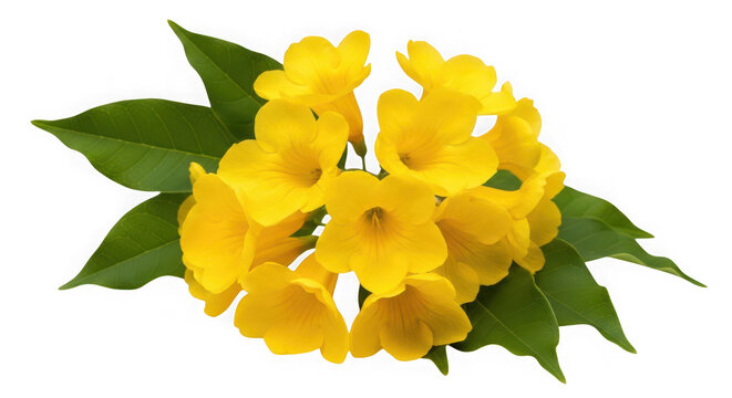 Beautiful yellow tecoma stans flowers with green leaves isolated on transparent background
