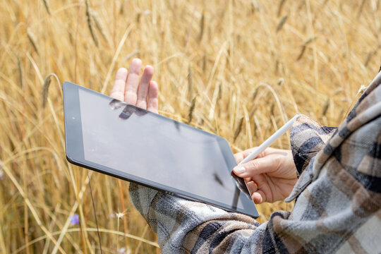 Woman's hands holding digital tablet and stylus above ripe wheat field during agricultural inspection on summer day.
