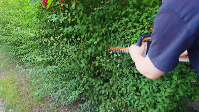 A person uses an electric hedge trimmer to shape and maintain a lush, green spirea bush in their backyard garden