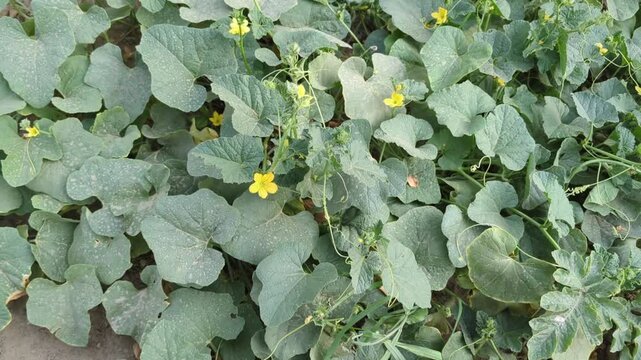 Green melon vine field
