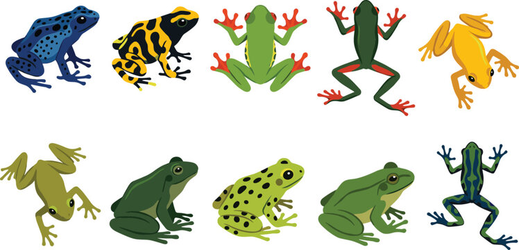 Tropical poison dart frogs and exotic tree frog cartoon character set with various colorful species isolated on white background for biology design.