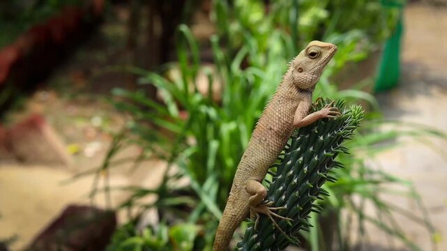Close-up shot of an Oriental garden lizard clinging to a spiky green plant stem in a sunny outdoor garden, looking around its natural habitat.
