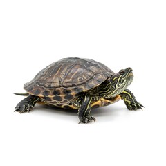 Obraz premium Turtle standing on white background with shell and legs visible