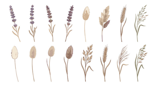 Collection of dried botanical flowers and grasses in neutral tones for natural decor