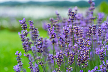 Obraz premium Lavender flower field, Blooming Violet fragrant lavender flowers. Growing Lavender swaying on wind over sunset sky, harvest, perfume ingredient, aromatherapy. Lavender field, Perfume ingredient