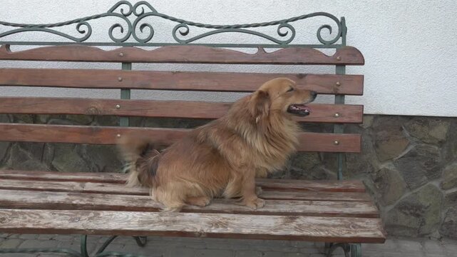 Fluffy dog looking at camera on bench, Happy fluffy ginger dog looking at camera while sitting on wooden bench