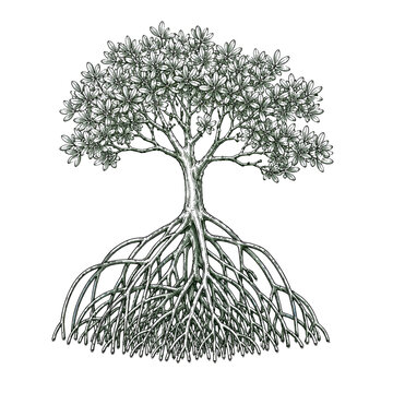 Minimal Mangrove Tree with Detailed Aerial Roots Vintage Botanical Engraving Illustration for Ecosystem Conservation