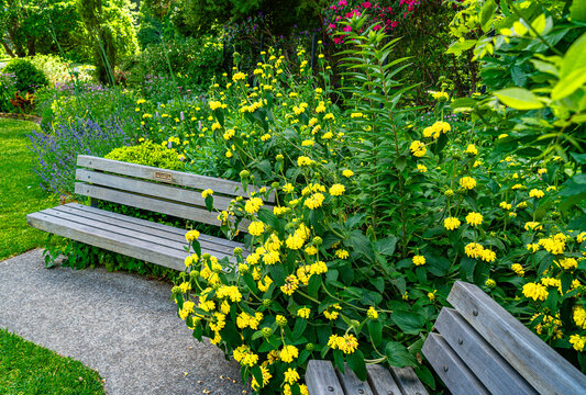Benches And Flowers