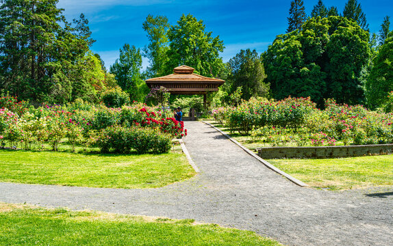 Tacoma Park Rose Garden