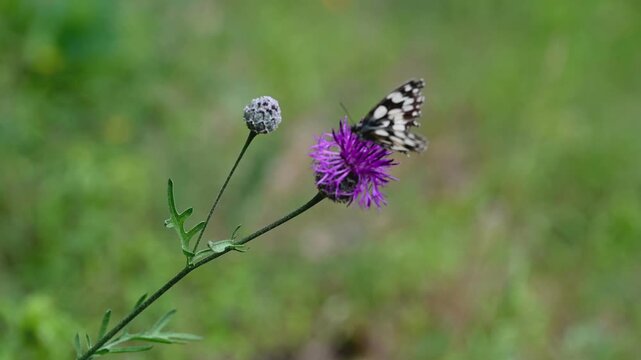 The Galatea butterfly (Melanargia galathea) sits on a cornflower flower (Centaurea stoebe)