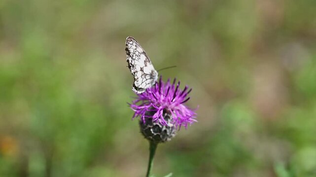 The Galatea butterfly (Melanargia galathea) sits on a cornflower flower (Centaurea stoebe)
