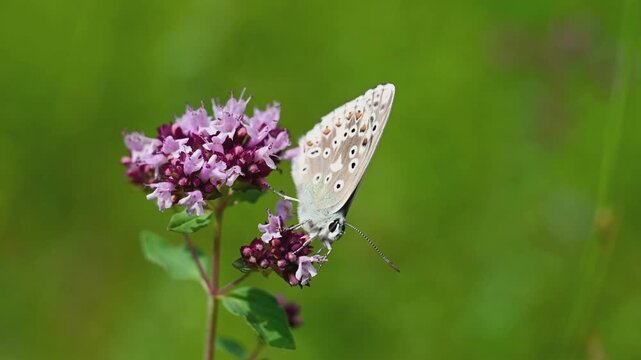 A male needle-tailed bluebird (Polyommatus icarus) resting on a common oregano flower (Origanum vulgare, also known as oregano)