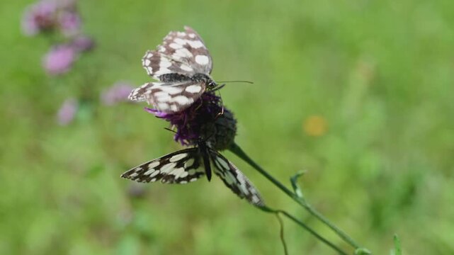 The Galatea butterfly (Melanargia galathea) sits on a cornflower flower (Centaurea stoebe)