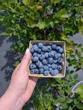 picking blueberries in the forest