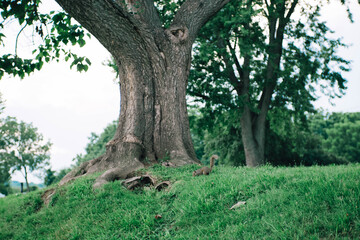 Fototapeta premium trees and green
