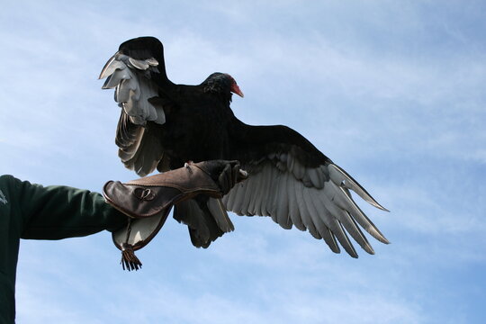 Adler