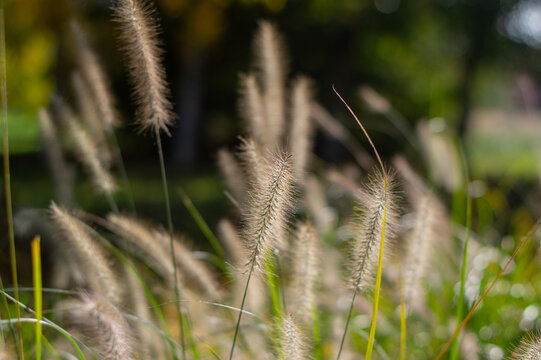Pennisetum alopecuroides hameln foxtail fountain grass growing in the park, ornamental autumnal bunch of fountaingrass