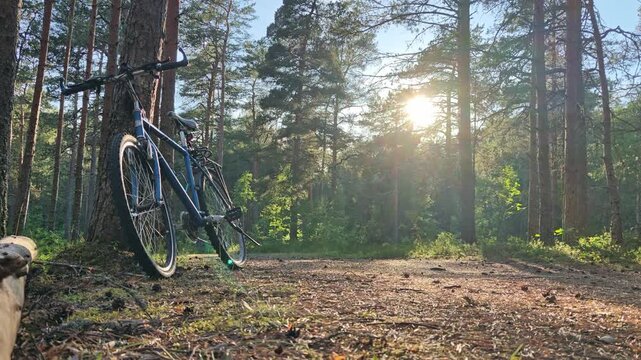 Mountain bicycle leaning against a pine tree in a sunlit forest. Peaceful woodland scene, warm evening sunlight filtering through the trees, for outdoor recreation, cycling and nature concept. Not AI