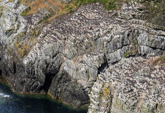 Wild guillemots and razorbills gather on the steep dramatic rocky cliffs near South Stack in Anglesey North Wales.