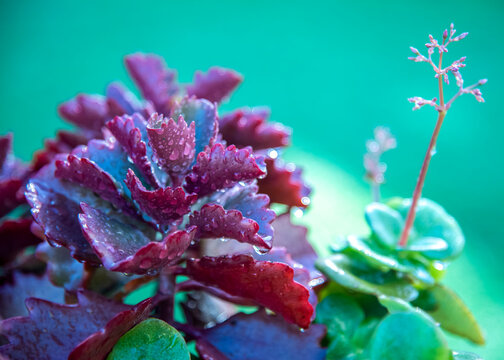 Plantas de jard&iacute;n bajo la lluvia