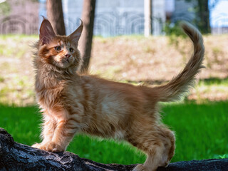 Maine Coon cat. This breed is characterised by its large size and fluffy tail. A distinctive feature is its large ears with tufts. © Marina