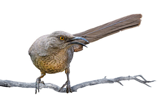 Curve-billed Thrasher (Toxostoma curvirostre) Photo, Perched on a Transparent Isolated PNG Background