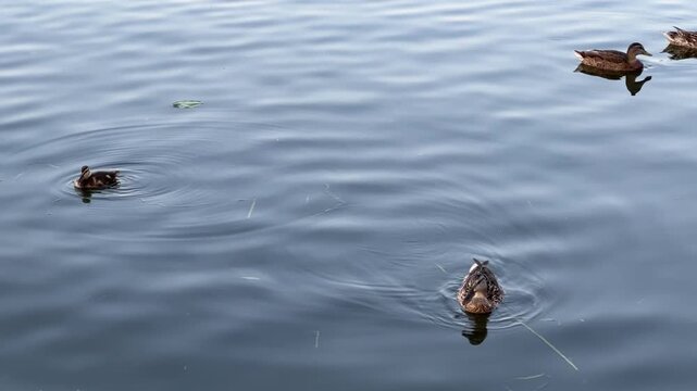 A flock of ducks is swimming along the river on a warm summer evening