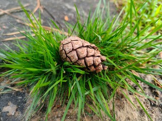 pine cones in the forest  © Nat