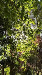 Fototapeta premium Bright Sunlight Filtering Through Green Tree Leaves in Lush Forest Canopy