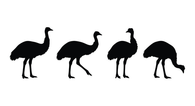 Four Rhea Bird Silhouettes In Various Poses On A White Background Silhouette