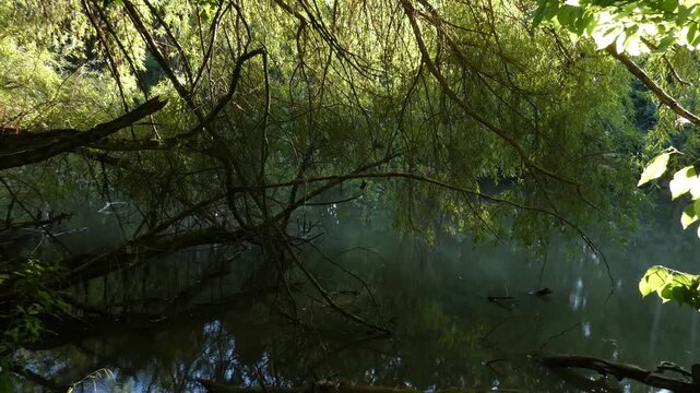Dark forest pond water body framed by overhanging green tree branches, wide shot, moody low key atmosphere. Isolation and Stability.