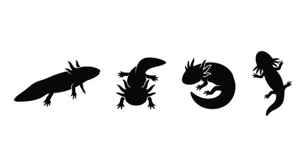 Fototapeta premium Axolotl silhouettes in varying poses against a white background silhouette axolotls ambystoma