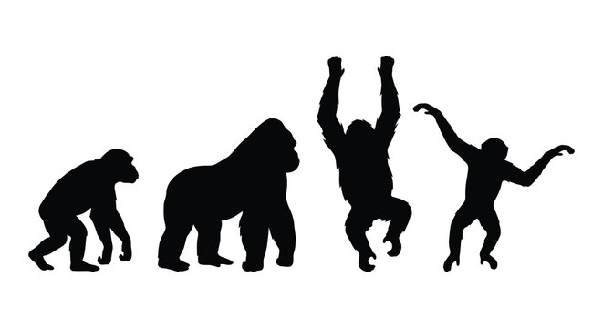 Primate evolution stages depicted as black silhouettes against a white background silhouette