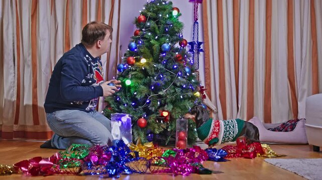 An adult man in a festive sweater hangs ornaments on a Christmas tree while a dachshund dog in a knitted sweater sniffs and barks at decorations nearby, a concept of holiday bonding.
