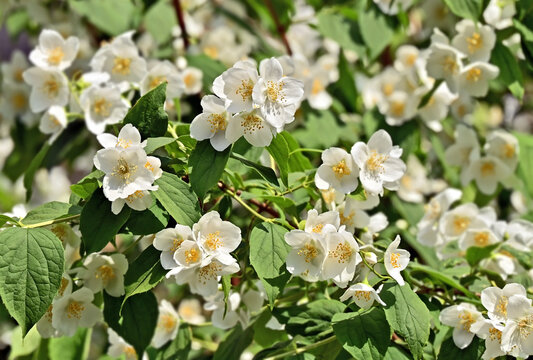 Beautiful jasmine blossom flower