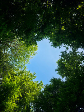 germany, spectacular blue sky rising above vibrant forest clearing with flourishing green trees capturing refreshing summer nature in wendlingen