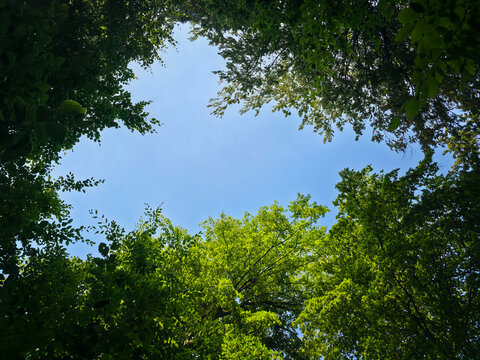 germany, crystal clear blue sky stretching above flourishing green forest clearing showcasing refreshing summer woodland beauty around wendlingen